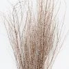 Afloral Dried Hoary Willow Branches - 20-30"