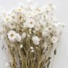 Afloral White Preserved Rodanthe Flowers - 22-28" Dried Flowers