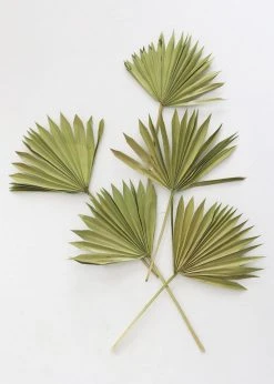 Bundle Of 5 Afloral Green Sun Palms - 14-20"