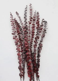 Afloral Cayenne Red Preserved Spiral Eucalyptus - 19-24" Dried Flowers