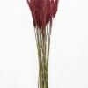 Afloral Dried Flowers Preserved Burgundy Plume Reed Grass - 36-40"