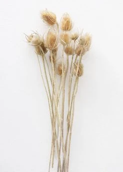 Afloral Bundle Of 10 Dried Chardon Thistles - 18-24