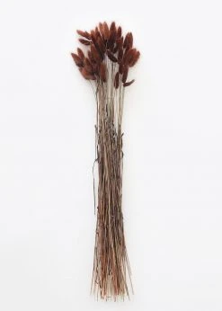 Afloral Dried Flowers Dried Bunny Tails In Walnut - 22-30"