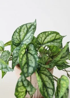 Afloral Artificial Plants UV Protected Peperomia Fake Hanging Plant - 19.5