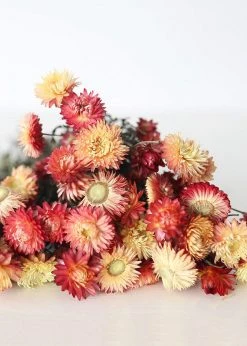 Afloral Dried Flowers Coral Dried Helichrysum Daisies - 15-22