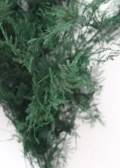 Afloral Dried Flowers Preserved Greenery Asparagus Fern - 22-34"