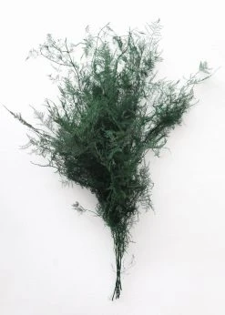 Afloral Dried Flowers Preserved Greenery Asparagus Fern - 22-34"