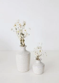 Afloral White Preserved Rodanthe Flowers - 22-28