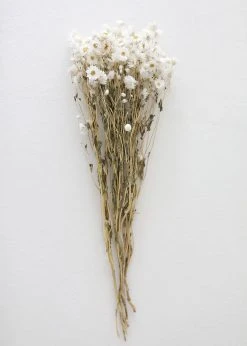 Afloral White Preserved Rodanthe Flowers - 22-28" Dried Flowers