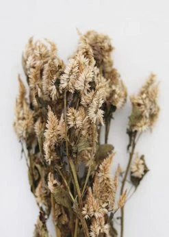 Afloral Dried Celosia Flowers In Terracotta