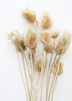 Afloral Bundle Of 10 Dried Chardon Thistles - 18-24