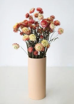 Afloral Dried Flowers Coral Dried Helichrysum Daisies - 15-22