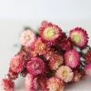 Afloral Dried Pink Helichrysum Everlasting Daisies - 15-22" Dried Flowers