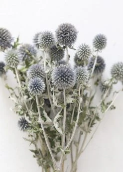 Afloral Dried Flowers Blue Dried Echinops Globe Thistles - 16-22"