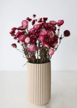 Afloral Dried Flowers Deep Pink Dried Everlasting Daisies - 15-22