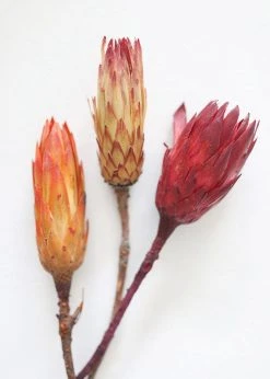 Afloral Bundle Of 3 Dried Protea Repens - 13-15"