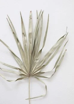 Bundle Of 5 Afloral Dried Skinny Sun Palms - 26-32