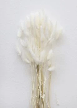 Afloral White Dried Bunny Tails - 18-28