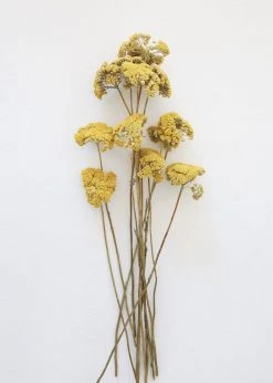 Afloral Dried Natural Yarrow Flowers - 18-24
