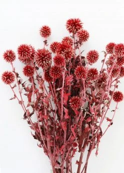 Afloral Dried Flowers Burgundy Dried Echinops Thistle Flowers - 18-28"