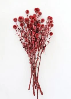 Afloral Dried Flowers Burgundy Dried Echinops Thistle Flowers - 18-28"