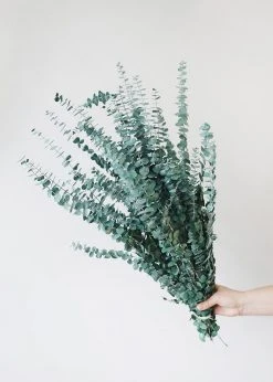 Afloral Dried Flowers Green Preserved Spiral Eucalyptus - 28-30"