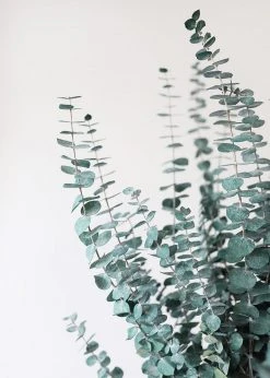 Afloral Dried Flowers Green Preserved Spiral Eucalyptus - 28-30"