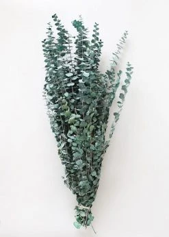 Afloral Dried Flowers Green Preserved Spiral Eucalyptus - 28-30