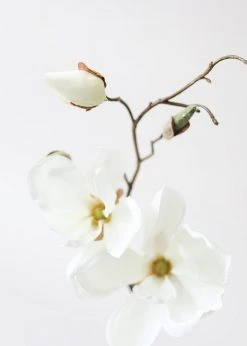 Afloral Silk Magnolia In Cream White - 19