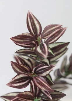 Afloral Mini Wandering Jew Pick - 11" Artificial Plants