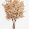 Afloral Bundle Of 10 Preserved Taupe Flat Ferns - 16-20"