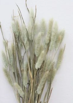 Afloral Natural Green Dried Bunny Tails - 6-16