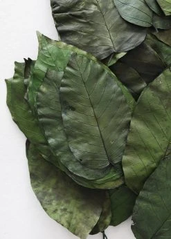 Afloral Box Of 50 Preserved Salal Leaves - 6-10