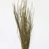 Afloral Preserved Green Wild Grass - 45-55"