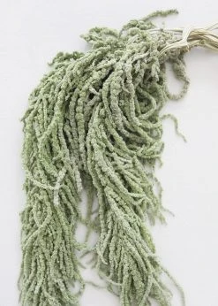 Afloral Green Preserved Amaranthus Hanging Flowers - 32-40