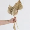 Afloral.com Bundle Of 5 Afloral Natural Mini Palm Spears - 16-22"