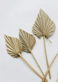 Afloral.com Bundle Of 5 Afloral Natural Mini Palm Spears - 16-22"