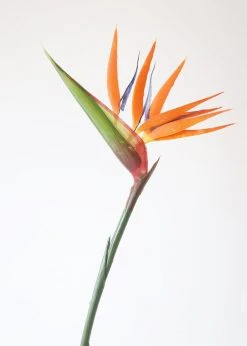 Afloral Large Artificial Bird Of Paradise - 36"