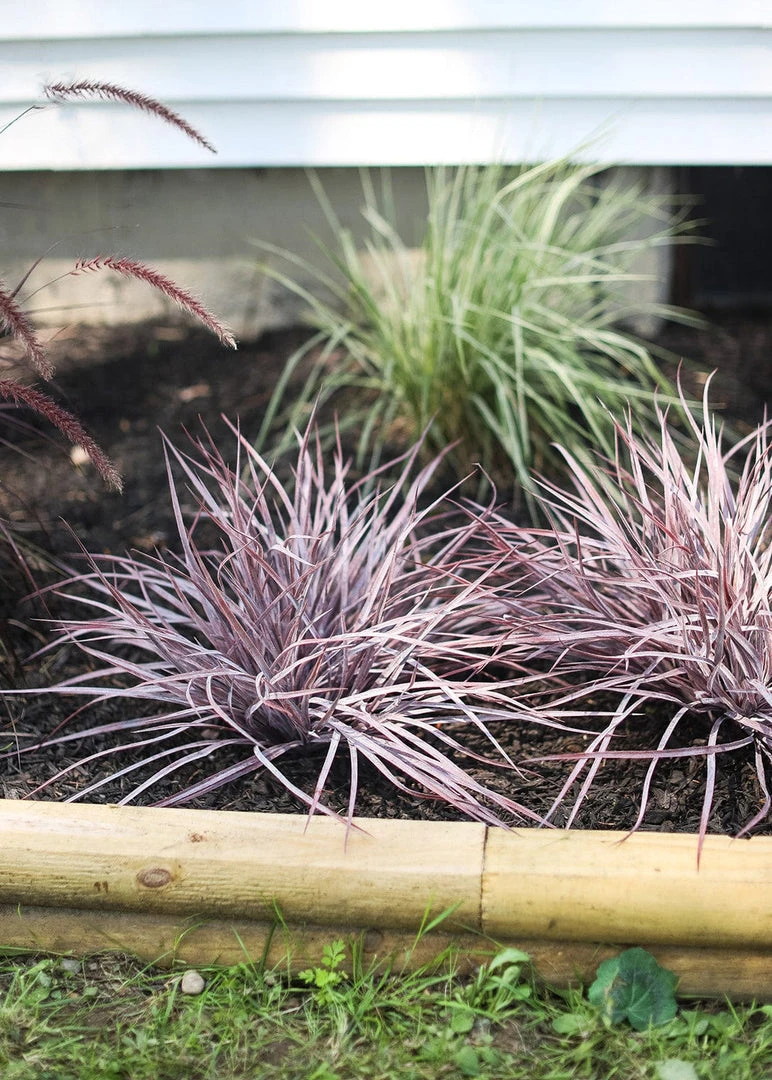 Afloral Indoor/Outdoor Grass Bush In Eggplant - 19" Artificial Plants