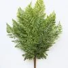 Afloral Fake Lace Fern UV Protected Real Touch Plant - 19"