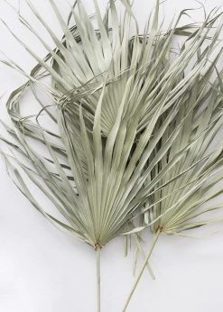 Afloral Bundle Of 5 Large Natural Fan Palms - 26-30