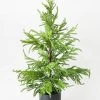 Afloral Real Touch Faux Norfolk Pine Tree - 36"