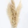 Afloral Bundle Of 3 Dried Natural Pampas Grass - 40-48"