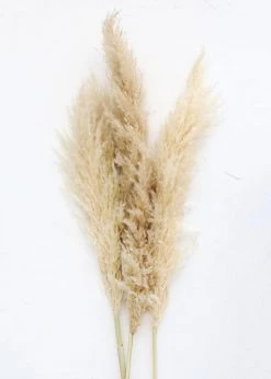 Afloral Bundle Of 3 Dried Natural Pampas Grass - 40-48"