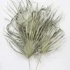 Afloral Bundle Of 5 Large Natural Fan Palms - 26-30" Dried Flowers