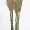 Afloral Bundle Of 2 Preserved Plume Reed Grass - 34-38"