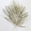 Bundle Of 5 Afloral Dried Skinny Sun Palms - 26-32"