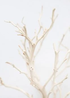 Afloral Dried Flowers Dried Decor Sandblasted Manzanita Branch - 34-38