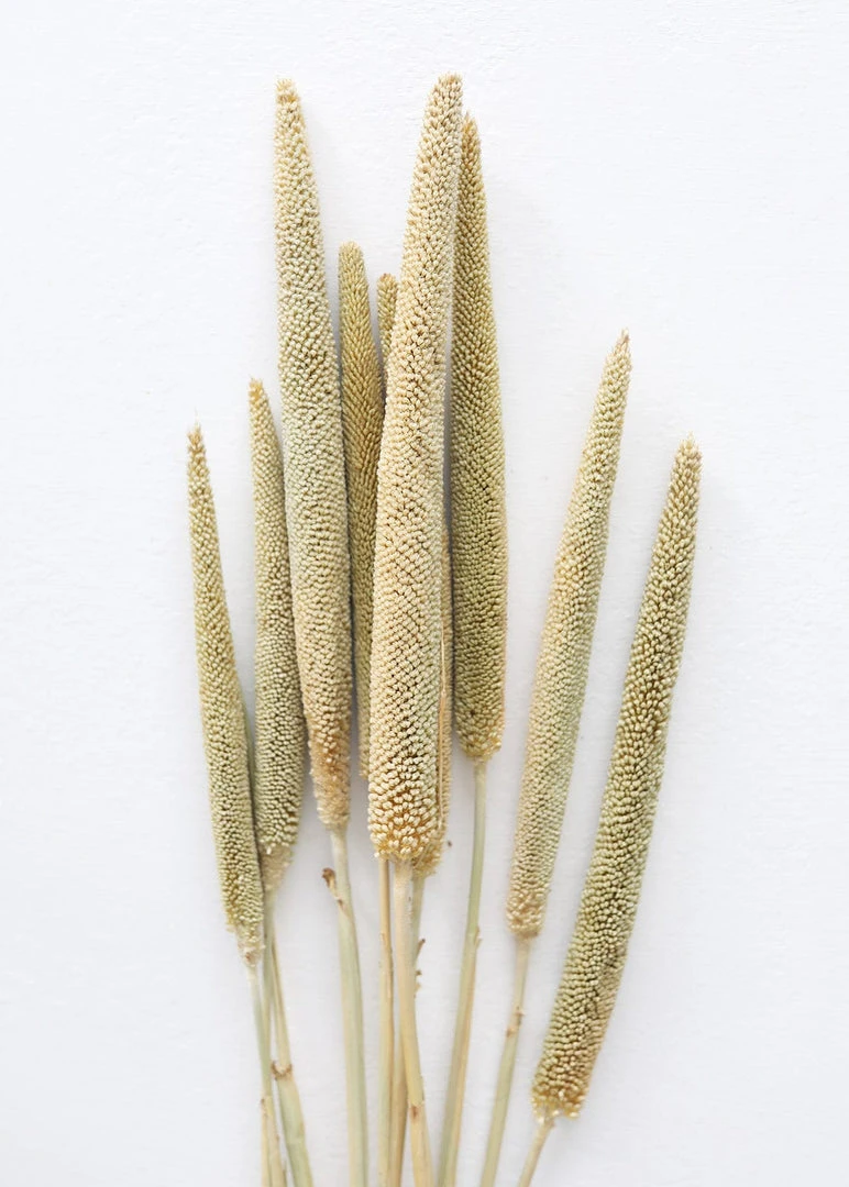 Afloral Dried Pearl Millet Grass - 24-28"