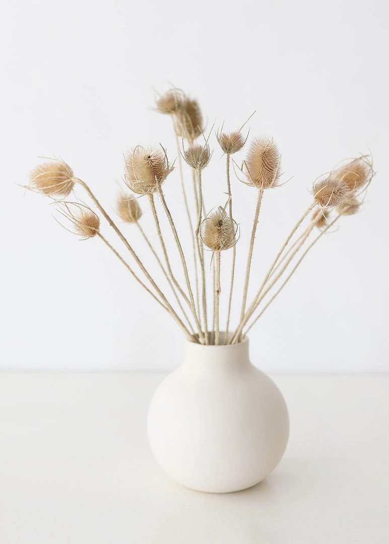 Afloral Bundle Of 10 Dried Chardon Thistles - 18-24"